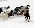 Табун лошадей, работающих в снегу